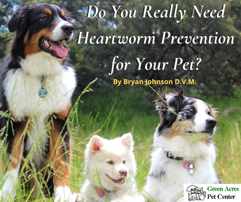 is heartworm medication necessary for indoor dogs